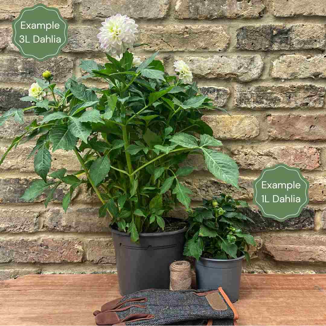 1_07d12110-67db-48c8-bcf0-a378c7ddbe54